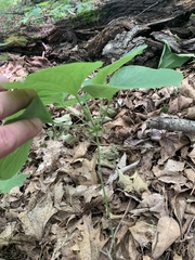 Smilax ecirrhata