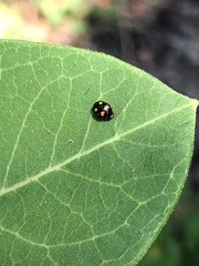 Brachiacantha ursina