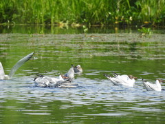 Chroicocephalus ridibundus