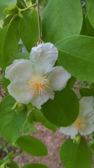 Stewartia