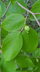 Stewartia