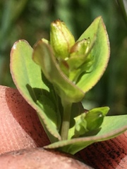 Hypericum scouleri