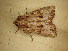 Apamea antennata