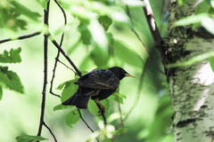 Sturnus vulgaris