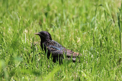 Sturnus vulgaris
