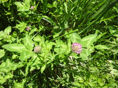 Trifolium pratense