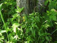 Melampyrum nemorosum