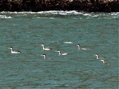 Aechmophorus occidentalis