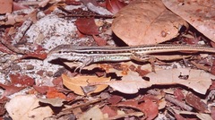 Spix's Whiptail photo 5