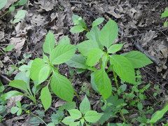 Impatiens parviflora