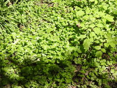 Lysimachia nummularia