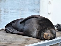 Zalophus californianus