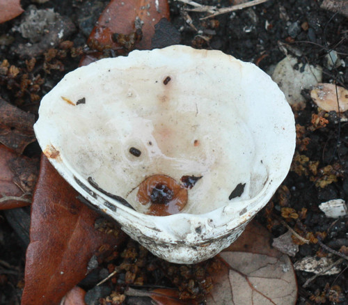 Rangia cuneata