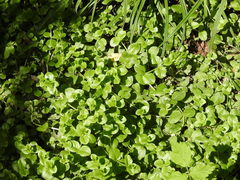 Lysimachia nummularia