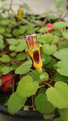 Fuchsia procumbens