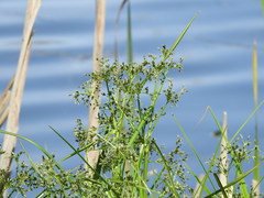 Scirpus sylvaticus