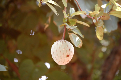 Image of Annona macroprophyllata by (c) Neptalí Ramírez Marcial, some rights reserved (CC BY)