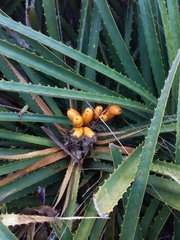 Bromelia antiacantha