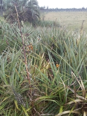 Bromelia antiacantha