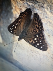 Asterocampa celtis