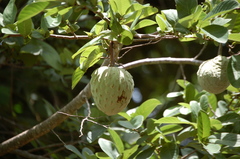 Annona macroprophyllata