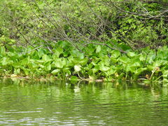 Calla palustris