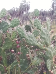 Opuntia arechavaletae