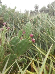 Opuntia arechavaletae