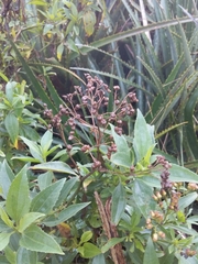 Baccharis vulneraria