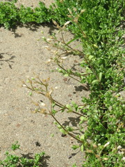 Cerastium semidecandrum