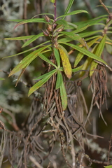 Digitalis chalcantha