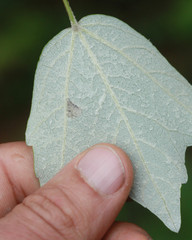 Acer rubrum drummondii
