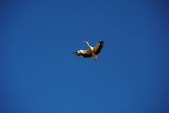 Ciconia ciconia