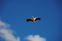 Ciconia ciconia