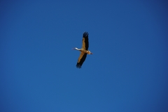 Ciconia ciconia