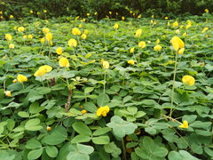 Arachis duranensis