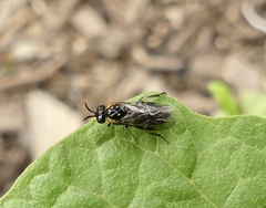 Schizocerella pilicornis