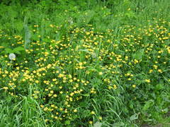 Ranunculus repens