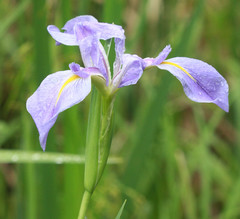 Iris giganticaerulea