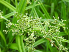 Scirpus sylvaticus