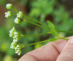 Valerianella radiata