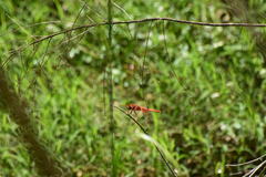 Libellula saturata