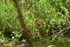 Libellula saturata