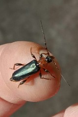 Phymatodes testaceus