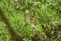 Libellula saturata