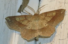 Euchlaena marginaria