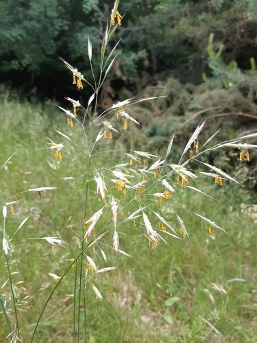 stoklas vzpriamený (Bromus erectus)