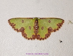 Synchlora decorata