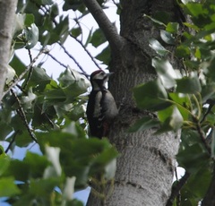 Dendrocopos major