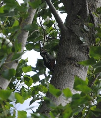Dendrocopos major